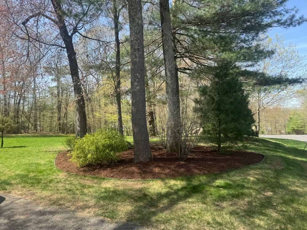 Trimming & Pruning Bushes image