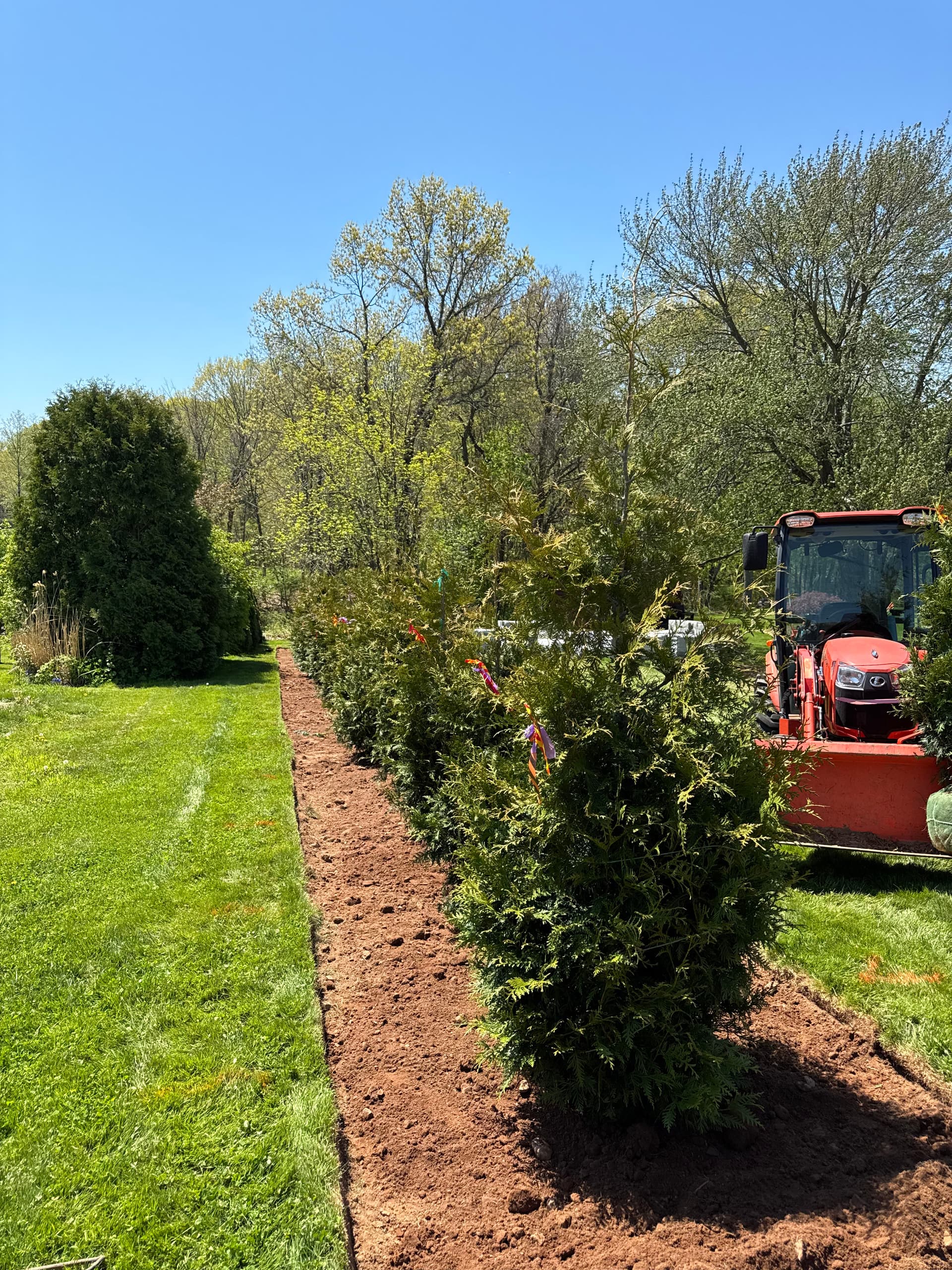 Gallery photos for 26 Thuja Green Giants Planted for Privacy in Ellington CT: Image #3