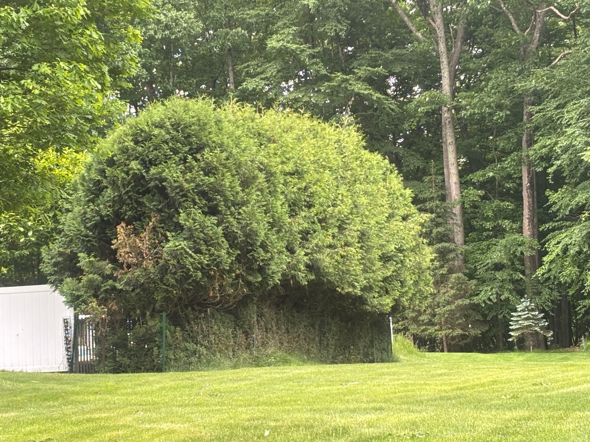 Gallery photos for Hedge Trimming Done Right in Tolland CT: Image #1