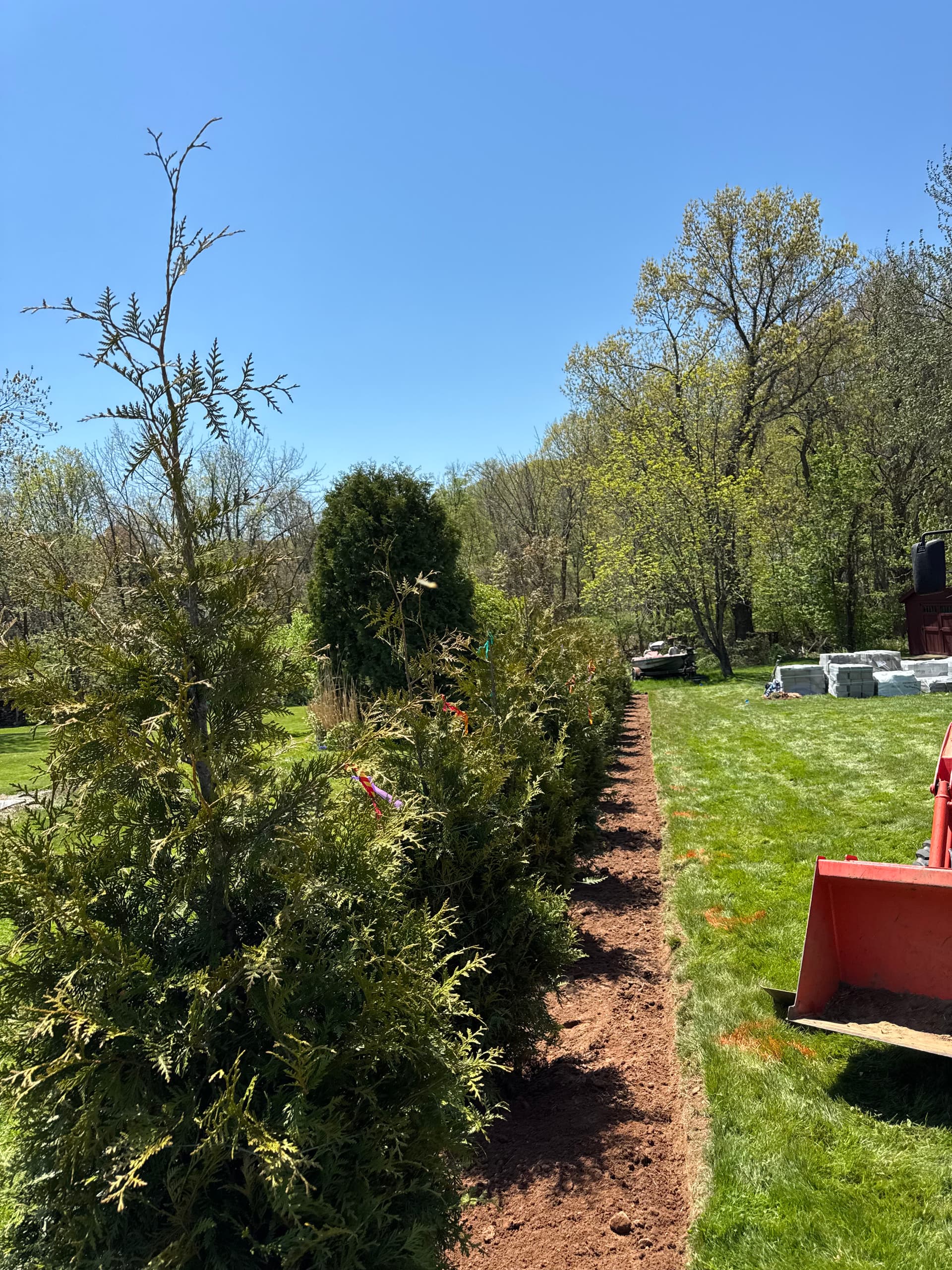 Gallery photos for 26 Thuja Green Giants Planted for Privacy in Ellington CT: Image #2