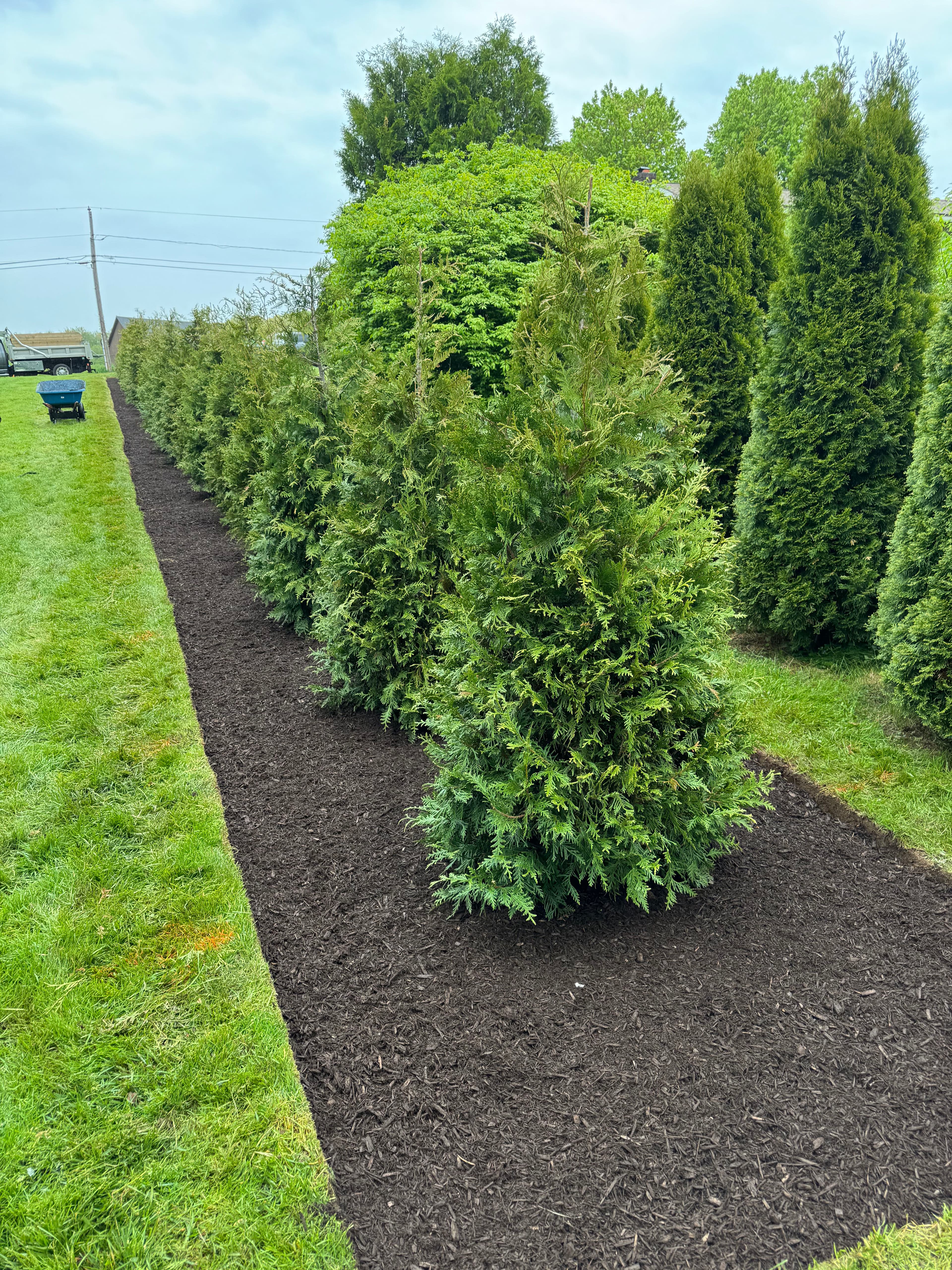 Project 26 Thuja Green Giants Planted for Privacy in Ellington CT image